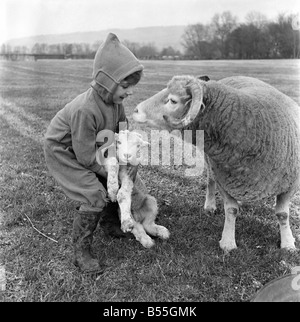 Christmas lambs. Down at Rye House Farm, Otford, Kent, early lambs are being born. 3 have been born so far and many more are expected before Xmas. The shepherds son Master Richard Wickens aged 3 years is delighted with the lambs and carries them and pets them most of the day. December 1953 D7216 Stock Photo
