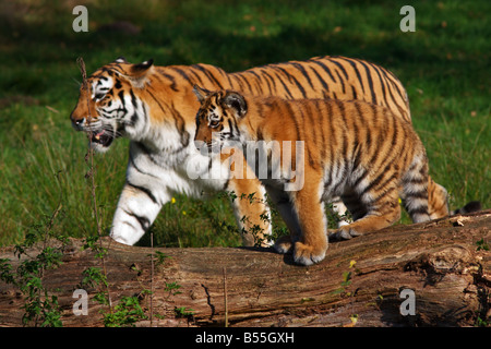 Siberian tiger with cub walking beside each other Stock Photo