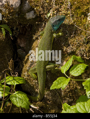 Western Green Lizard male Lacerta bilineata Lacerta viridis var bilineata basking in the sun on wall France Stock Photo