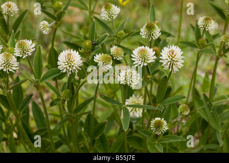 Mountain clover Trifolium montanum in flower Cevennes France Stock Photo