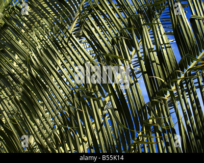 Fronds of a triangle palm Stock Photo