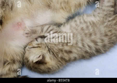 British Shorthair cat suckling kitten (11 days) Stock Photo