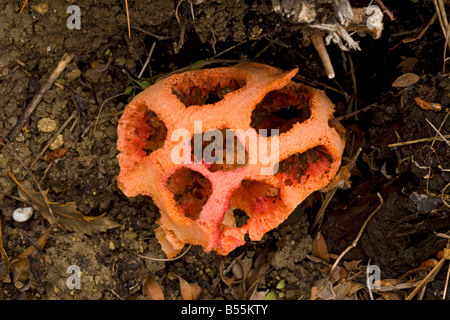 latticed stinkhorn (Clathrus ruber) emerging from soil spring, close-up, Andalucia Spain Stock Photo