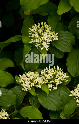 Dogwood Cornus sanguinea Thelycrania in flower South England Stock Photo