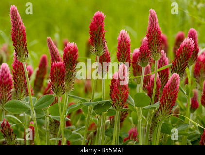 Crimson Clover (Trifolium incarnatum ssp incarnatum) planted as a fodder crop, France Stock Photo
