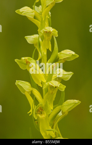 Frog Orchid Coeloglossum viride sometimes classified as Dactylorhiza viridis in damp grassland France Stock Photo
