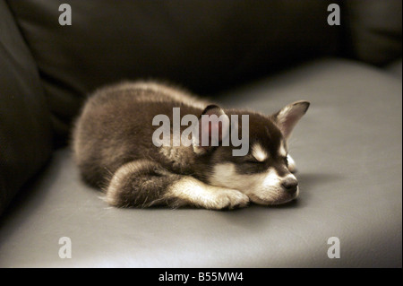 Alaskan Klee Kai puppy sleeping on a black leather couch. Stock Photo