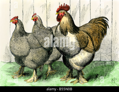 Buff cochin hens and rooster 1870s. Hand-colored woodcut Stock Photo