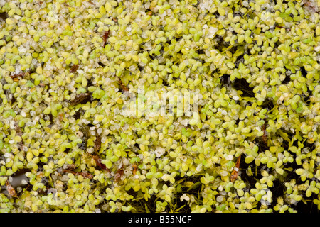 Least duckweed (Lemna minuta) Dordogne, France, Europe Stock Photo