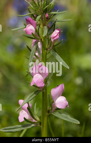 Weasel's Snout Misopates orontium on roadside uncommon weed in UK Andalucia South west Spain Stock Photo
