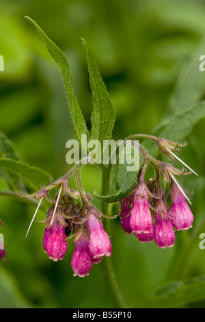 Russian comfrey Symphytum x uplandicum in flower Widespread hybrid between Common Comfrey and Rough Comfrey Slovenia Stock Photo