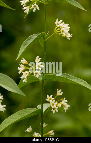 Swallow wort Vincetoxicum hirundinaria in flower medicinal and toxic plant Slovenia Stock Photo