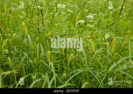 Hairy Sedge Carex hirta in wet meadow Slovenia Stock Photo