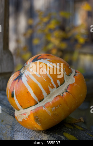 pumpkin winter squash 'Turks Turban' Stock Photo