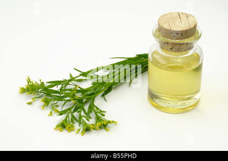 Bigseed False Flax, Wild Flax (Camelina sativa) flowering stems and a bottle of oil studio picture Stock Photo