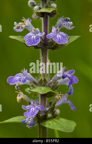 Common bugle (Ajuga reptans) in flower, close-up Stock Photo