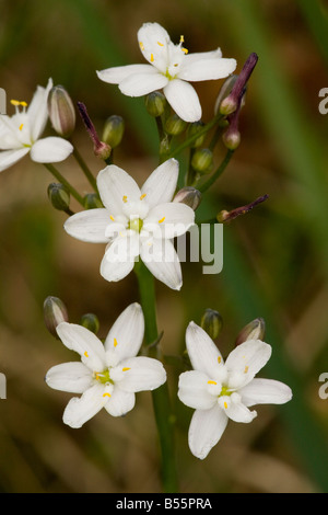 Kerry Lily Simethis planifolia in flower very rare in British Isles on heathland Stock Photo