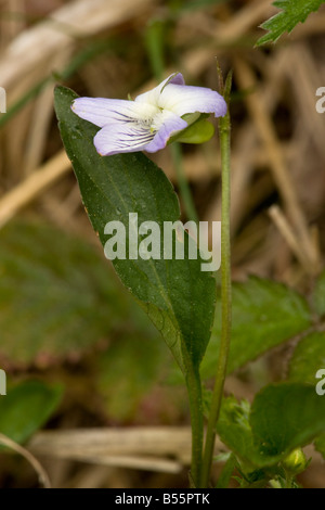 Pale dog violet (Viola lactea) close-up, on heath, UK Stock Photo