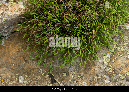 Forked Spleenwort Asplenium septentrionale on acid rocks rare and decreasing in UK Stock Photo
