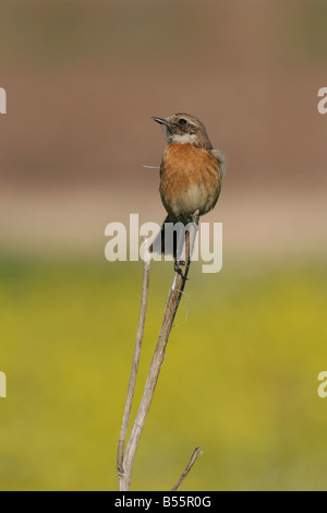 Female African Stonechat Saxicola torquata is a member of the Old World flycatcher family Muscicapidae Stock Photo