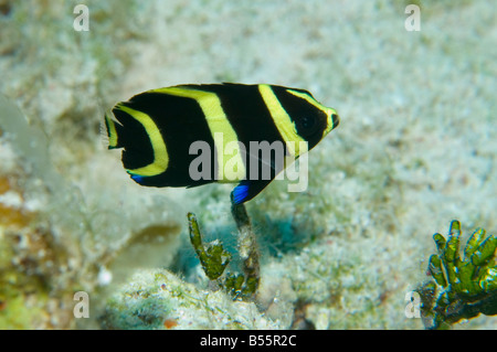 A juvenile French Angelfish on a reef in Little Cayman Stock Photo