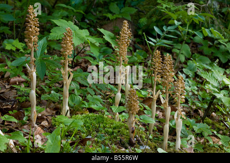 Bird's nest orchid Neottia nidus-avis in shady woodland France Stock Photo