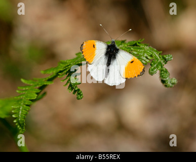 Male Orange Tip butterfly Anthocharis cardamines on bracken frond Stock Photo