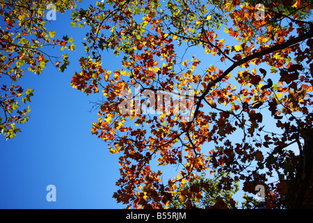 leafs on treebranches set against blue sky in autumn vibran color leafs lit with sunlight from above Stock Photo