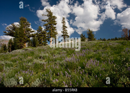 Western White Pine Pinus monticola Sierra Nevada California Stock Photo