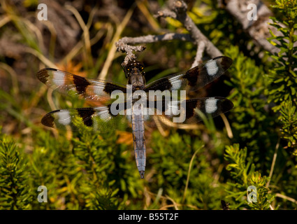 The twelve spotted Skimmer Libellula pulchella perched on red heather Mount Lassen California Stock Photo