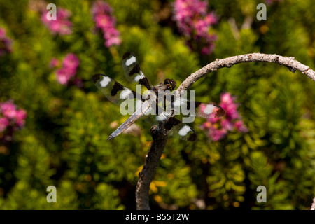 The twelve spotted Skimmer Libellula pulchella perched on red heather Mount Lassen California Stock Photo