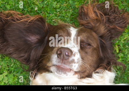 Springer spaniels are fun loving active dogs Stock Photo