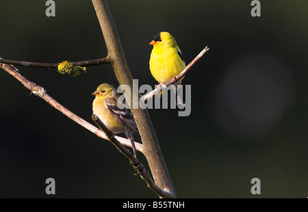American Goldfinch Carduelis tristis male & female perched in a tree near Nanaimo airport Vancouver Island BC in May Stock Photo