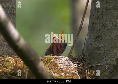 American Robin Turdus migratorius young chick in nest with head poking out and beak wide open in ancipation of food in July Stock Photo