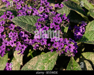 Garden heliotrope (Heliotropium arborescens) Stock Photo