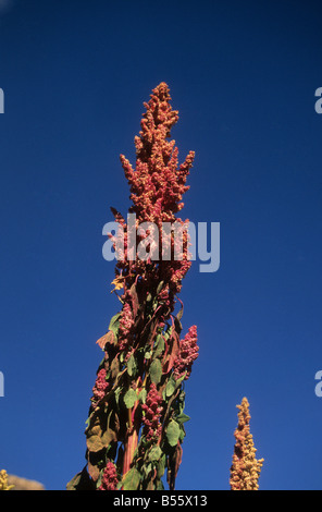 Quinoa plant (Chenopodium quinoa), Sacred Valley, Peru Stock Photo