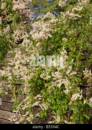 Russian vine (Fallopia aubertii syn. Polygonum aubertii) Stock Photo