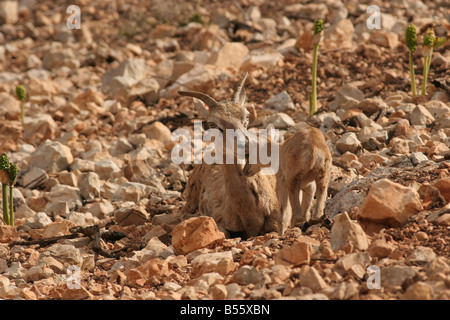 Israel Hai Bar animal sanctuary female and young wild sheep Ovis aries Stock Photo