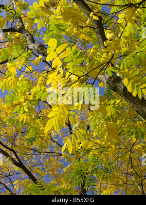 Japanese walnut (Juglans ailantifolia var. cordiformis) Stock Photo