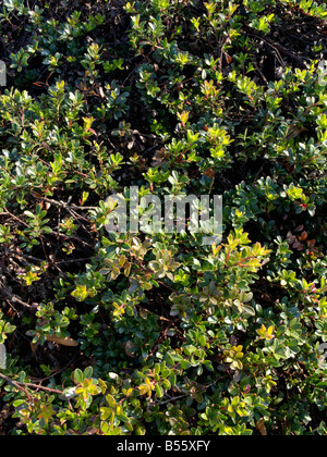 Bearberry (Arctostaphylos uva-ursi) Stock Photo