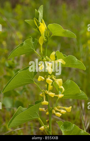 Birthwort Aristolochia clematitis in flower Widely used as a medicinal plant Cevennes France Stock Photo