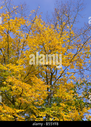 Common hornbeam (Carpinus betulus) Stock Photo