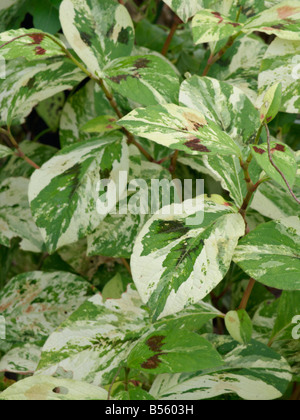 Jumpseed (Persicaria filiformis 'Painter's Palette' syn. Polygonum filiforme 'Painter's Palette') Stock Photo