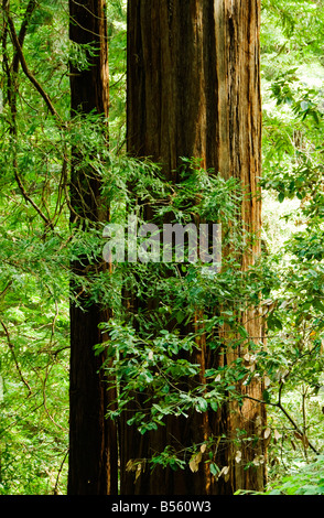 California San Francisco The trunk of a mature redwood tree at Muir Woods Photo 33 casanf80984 Photo Lee Foster 2008 Stock Photo