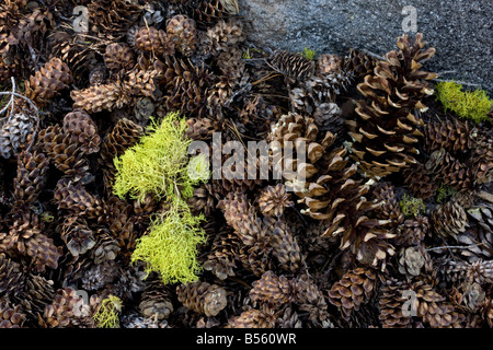 Fallen Mountain Hemlock and Western White pine cones with Wolf lichen Letharia vulpina used as a source of dye also poisonous Stock Photo