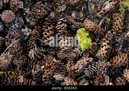 Fallen cones of Mountain Hemlock Tsuga mertensiana Mount Lassen California Stock Photo