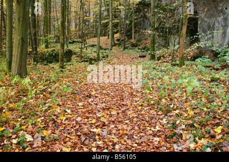 hiking trail through forest covered with autumn leaves, Oberpfalz, Bavaria, Germany Stock Photo