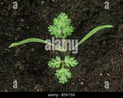 Small bur parsley Caucalis platycarpos seedling cotyledons with two true leaves Stock Photo