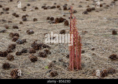 Pinedrops Pterospora andromedea a saprophyte or myco heterotrophs found in pine woodlands Oregon