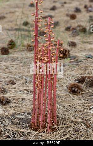 Pinedrops Pterospora andromedea a saprophyte or myco heterotrophs found in pine woodlands Oregon